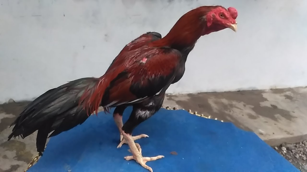 Macam-Macam Teknik Ayam Aduan