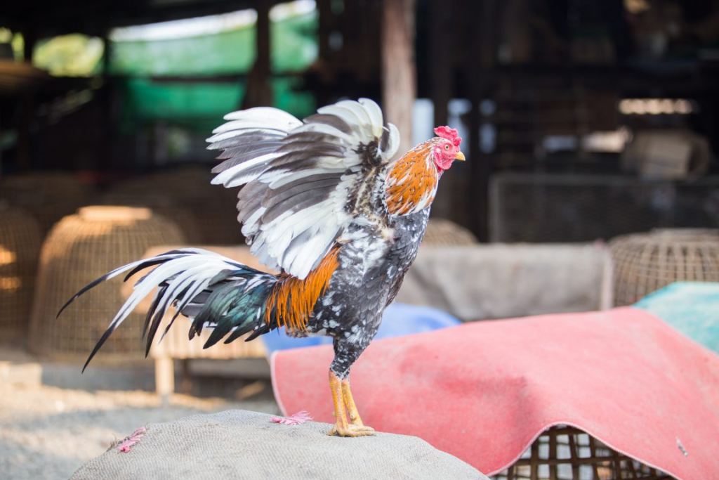 Cara Mudah Melihat Ayam Bangkok Yang Hebat